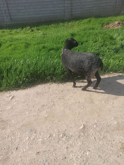 Кучкор романовский парода