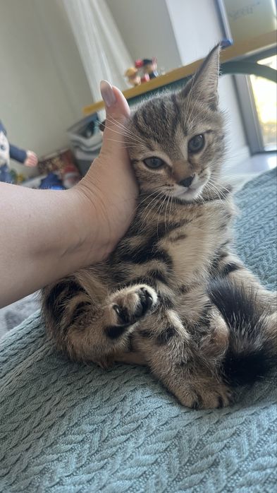 Продам котят метисы скотиш страйт