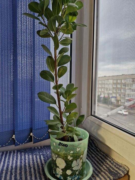 Продам женское счастье. Эухарис.