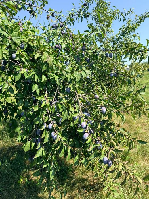 Prune de vanzare