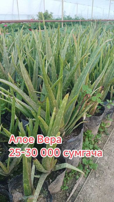 Гуллар. Хона ва уй гуллари, Кучатлар