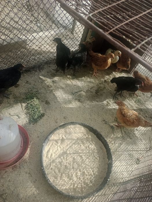 Продам молодых кур