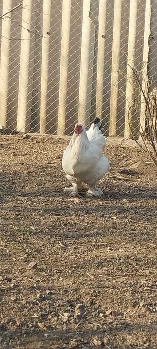 Продам браму молодую