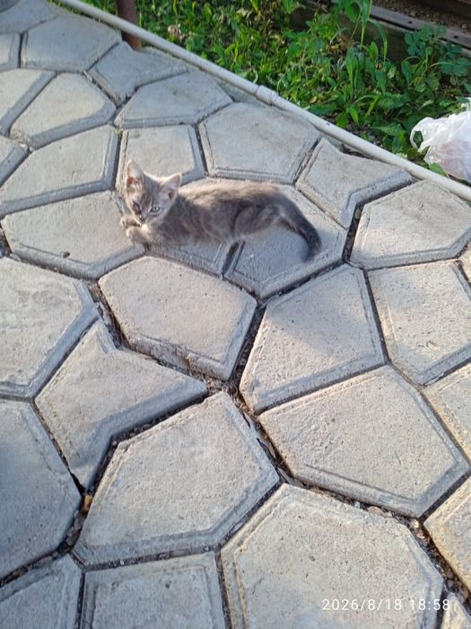 Отдам котят в добрые руки