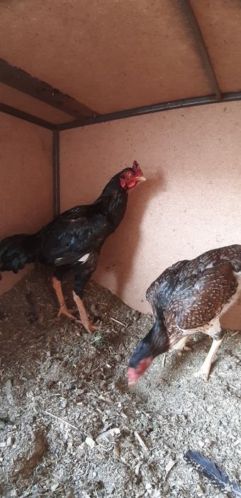 Joʻjalar sotiladi zoti madakaskar kelishamiz