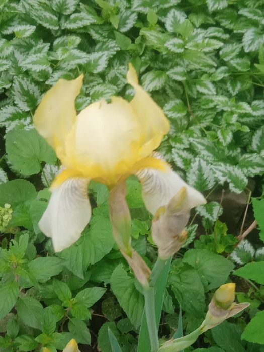 Хоста , очиток , флоксы, ирисы .