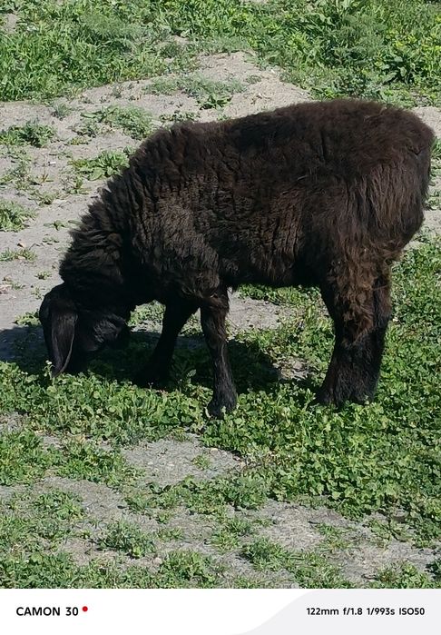 кузи ургочи 8 ойлик сотилади