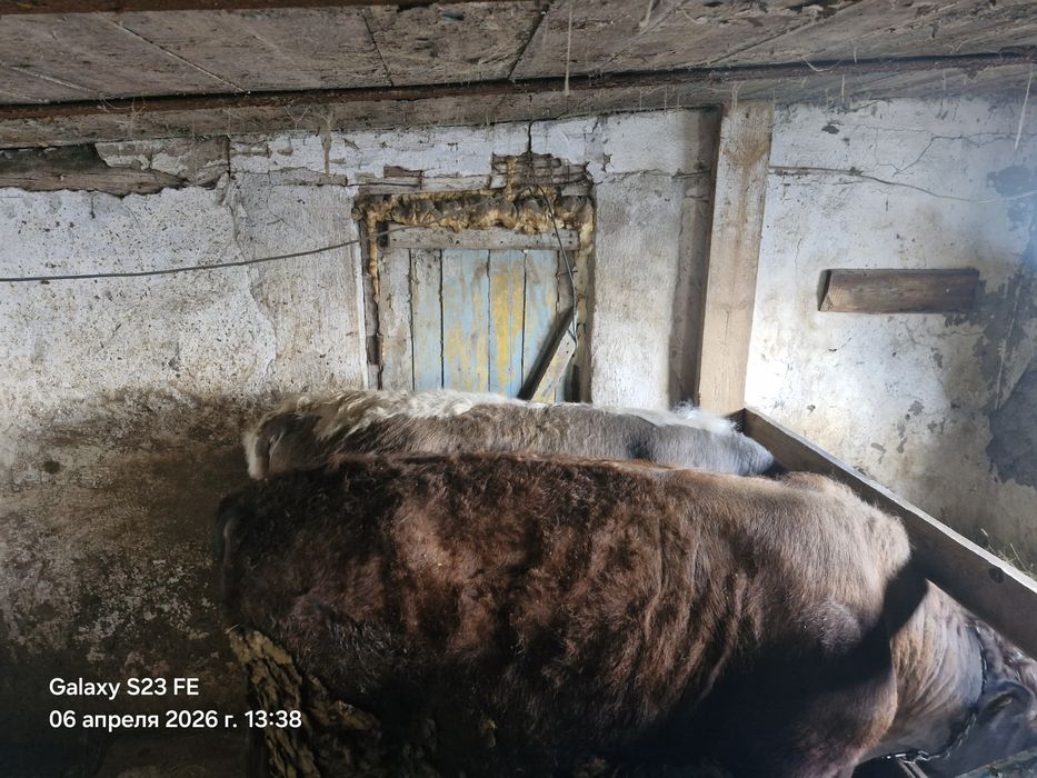 Продам быков      .