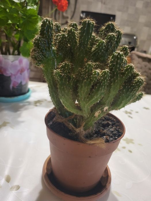 Комнатные цветы 1000т