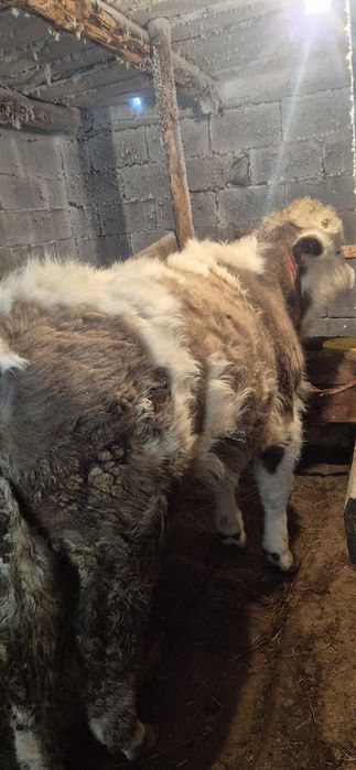 Тайынша сатамын..