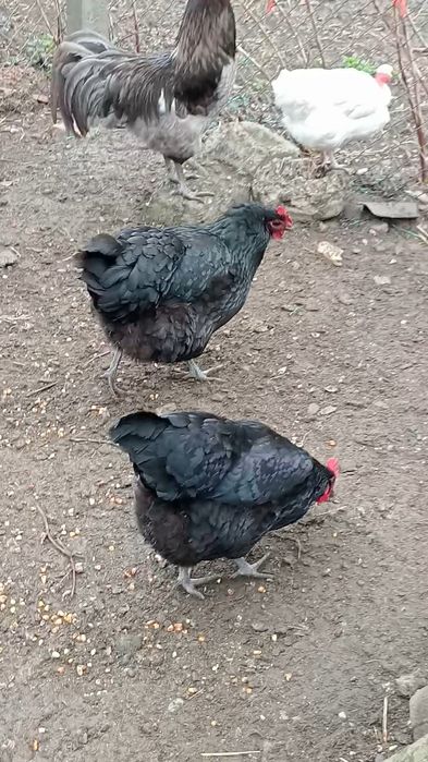 Vând Gaini Austrolorp