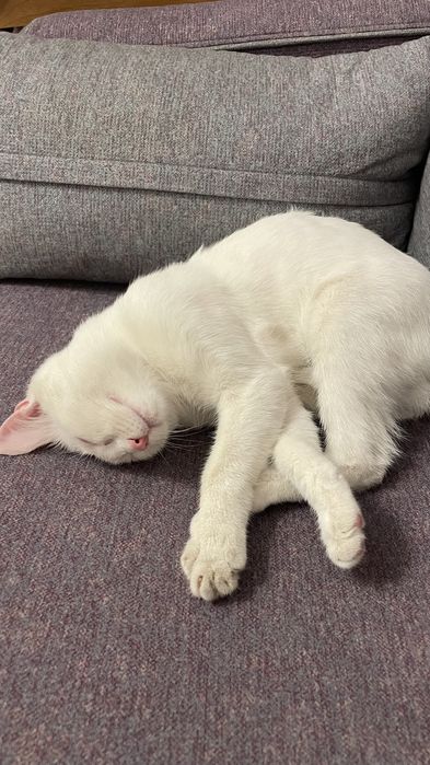 Отдам кошку в добрые руки!