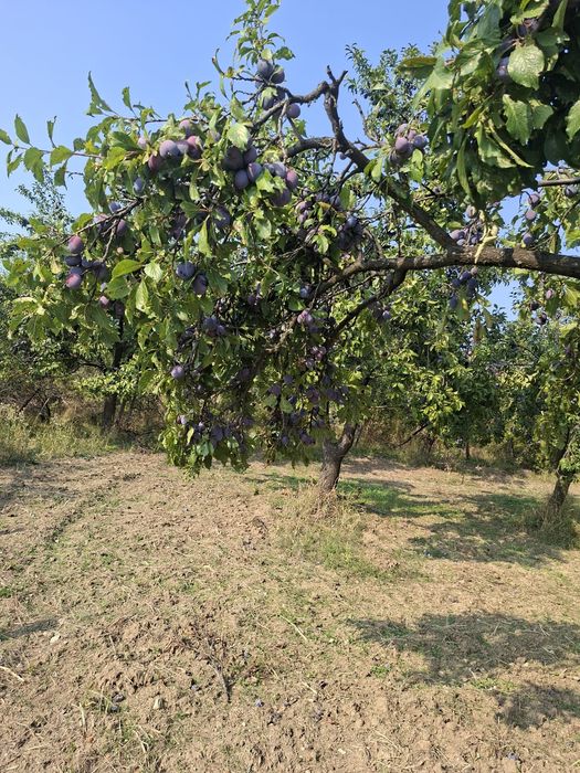 Prune de vânzare