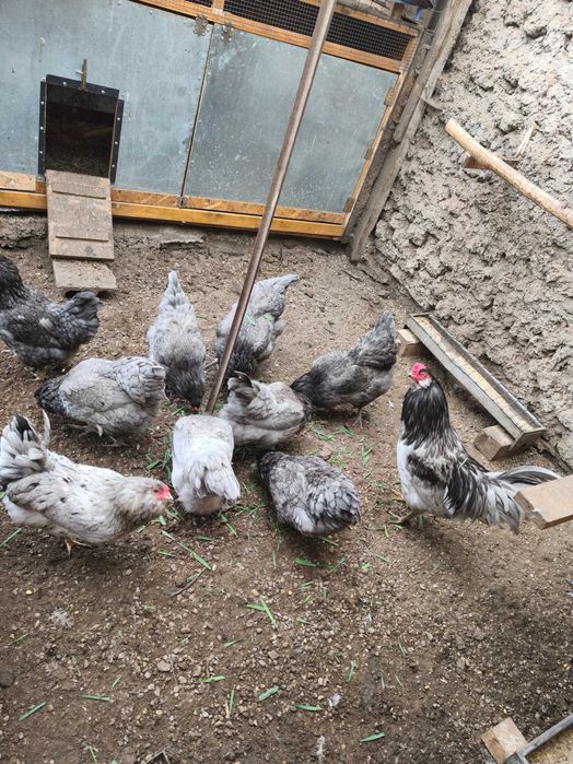 Ouă de incubat Ameraucana