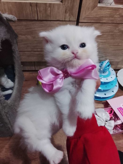 Skotish fold va strayt mushukchalar