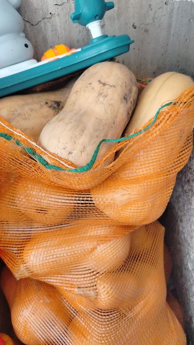 Продам домашнюю тыкву