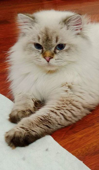 Скоттиш фолд кошки