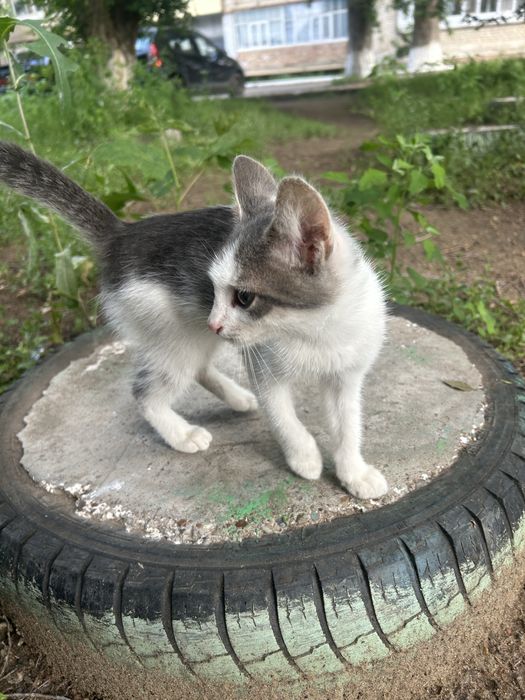 Милый котик мальчик 3 месяца