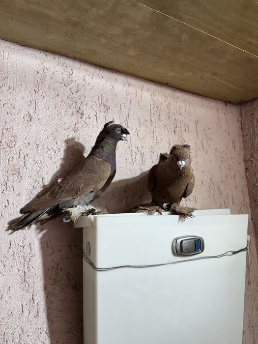 Двухчубые годуби