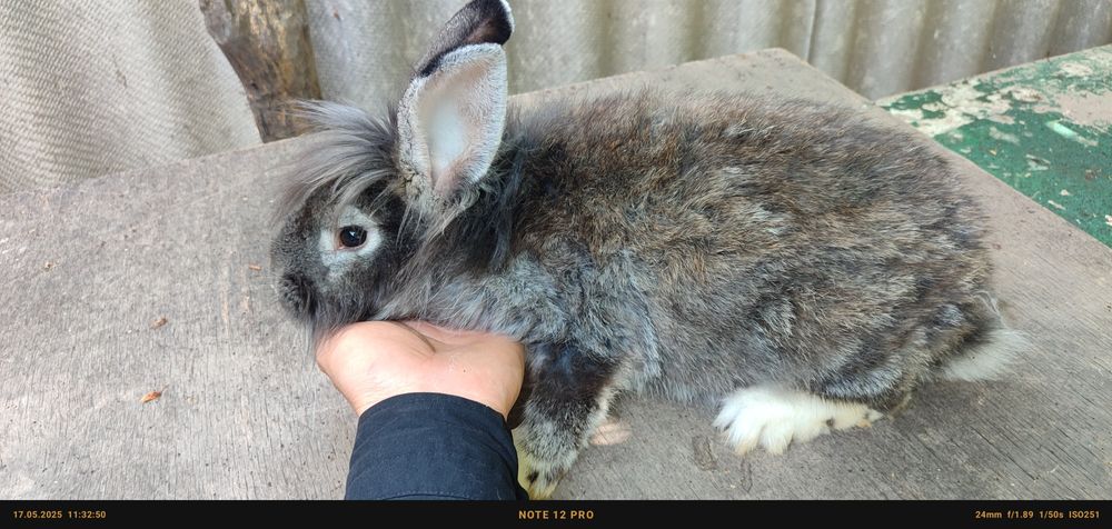 Кролик породы львиноголовый