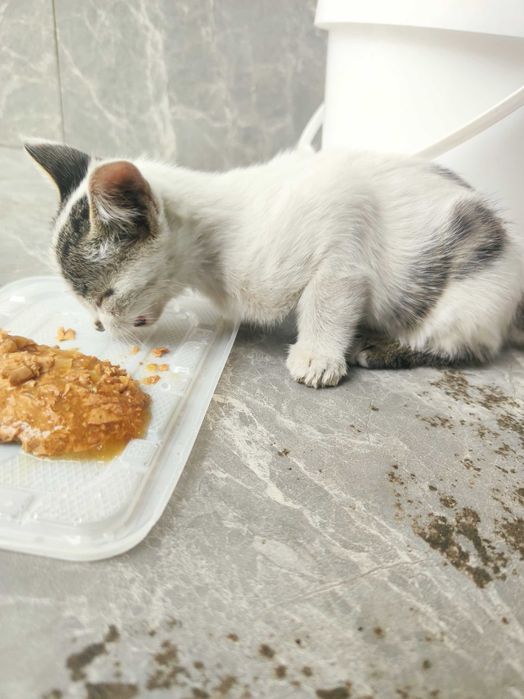 Котёнок белый задаром