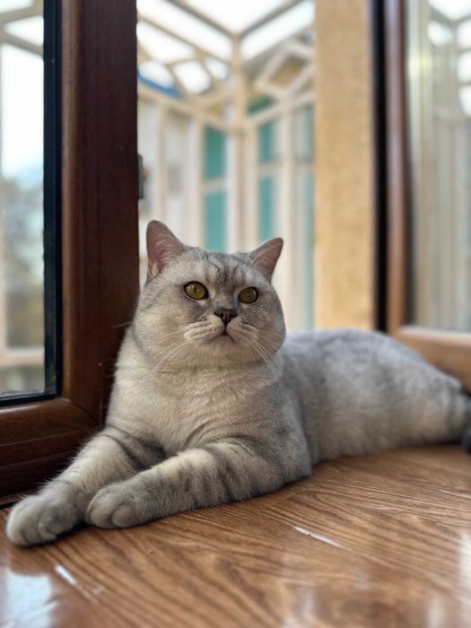 котенок шиншила 1,5 месяца