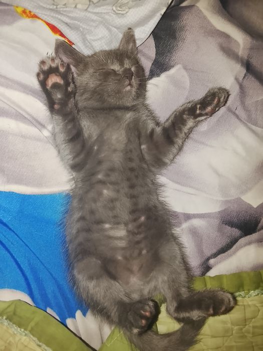 Котенок британец