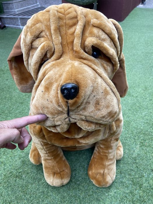 Caine plus Shar pei