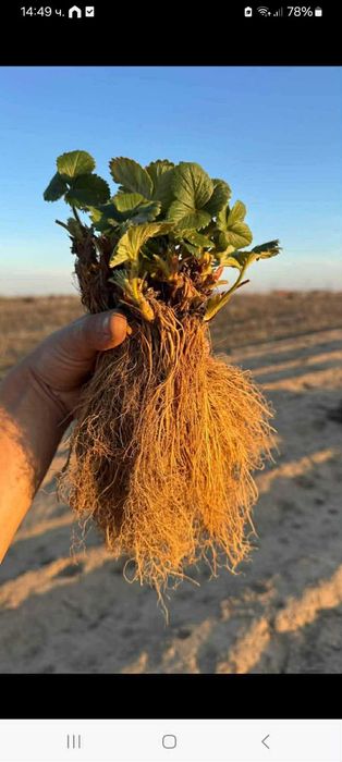 ВЕЛИКОЛЕПЕН БИО Разсад целогодишни Ягоди и Малини