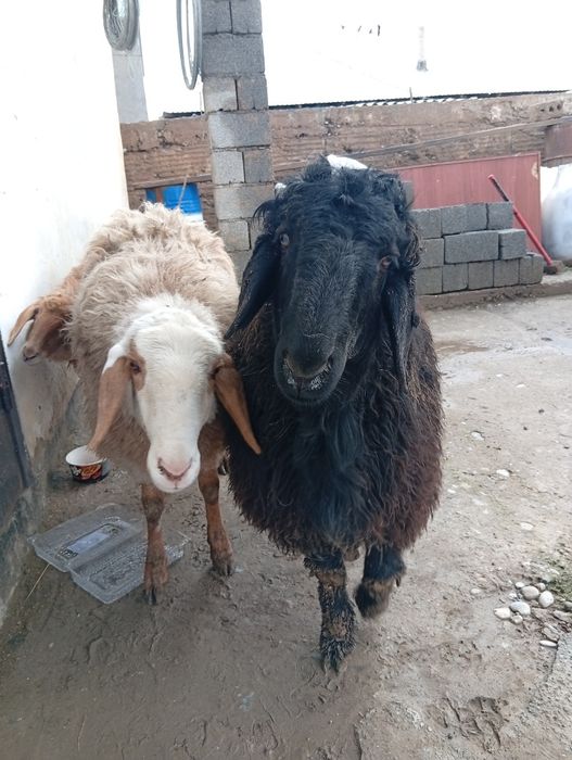 Срочно сатылады кой кошкар