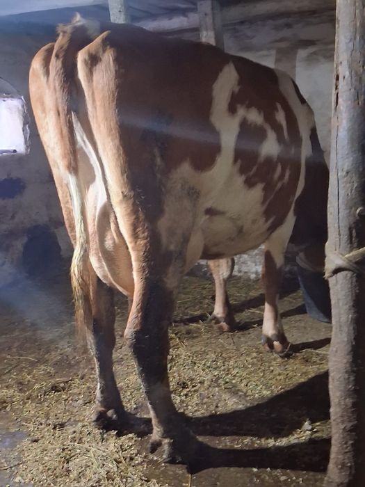 Vand juninca baltata românească a 2a fătare Fatata de 5 săptămâni