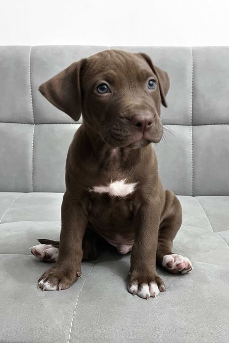 Продаются щенки американского питбуля RED NOSE/pitbuli kuchuklari