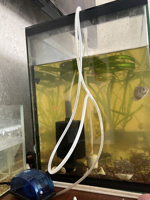 Полностью аквариумы с рыбками