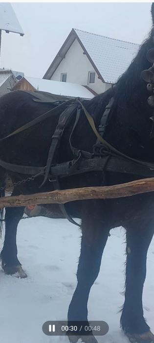 Cal de 4 ani cuminte