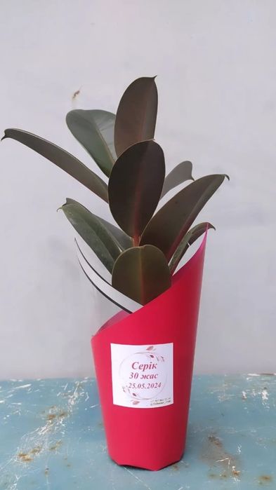 Хит Тойбастар/Бонбоньерки