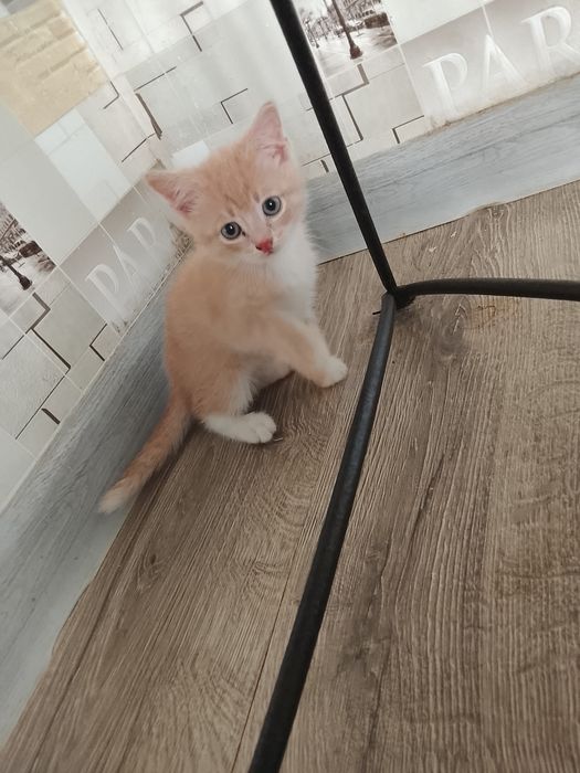 Марґалар бар суйкимди