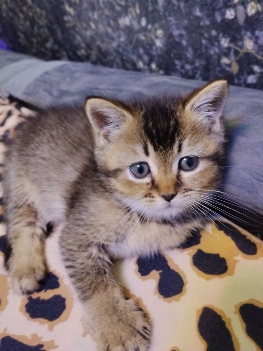 11yanvarda tug'ilgan toza qon tarbiyali latok biladi