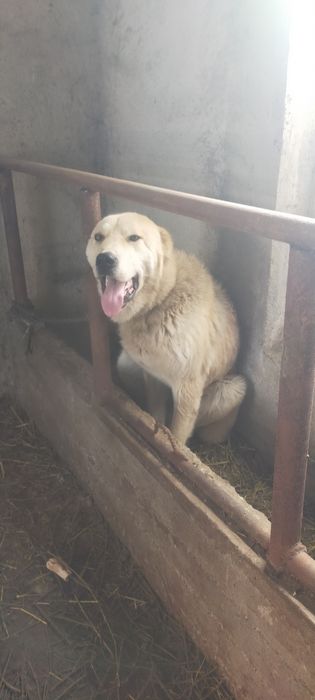 Продам кобеля алабай год ему очень добрый