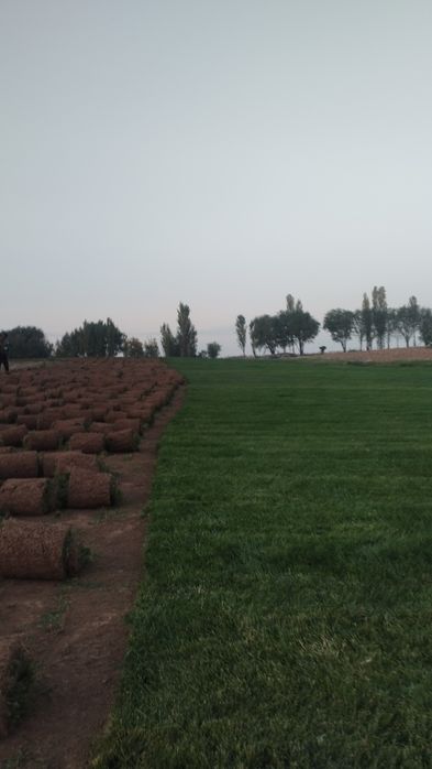 Газон Gazon ОПТОМ.