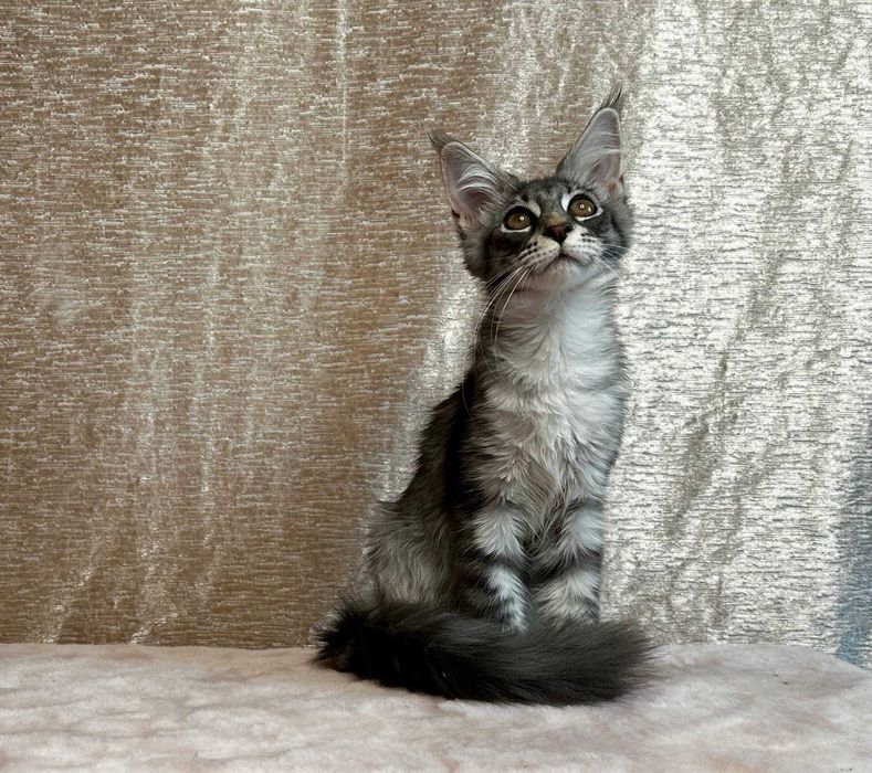 Продается котенок породы мейнкун.