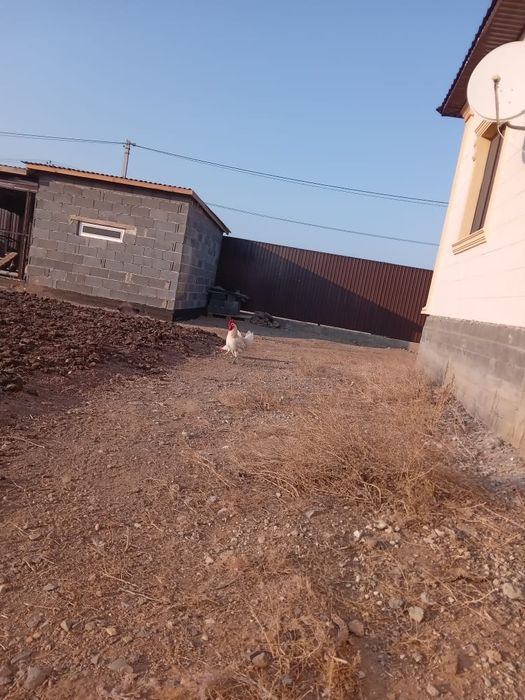 Продаются молодые петухи