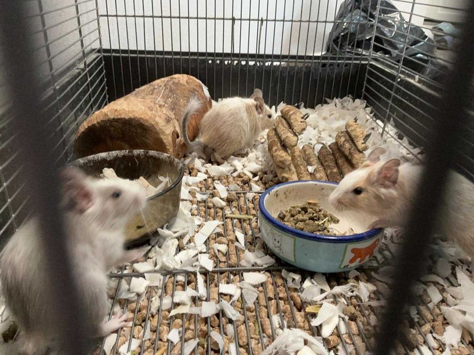 Veverițe degu jucăușe