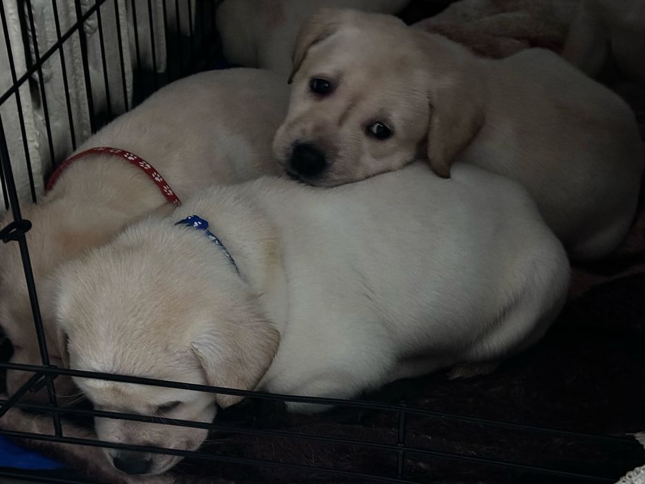 Лабрадор ретривер