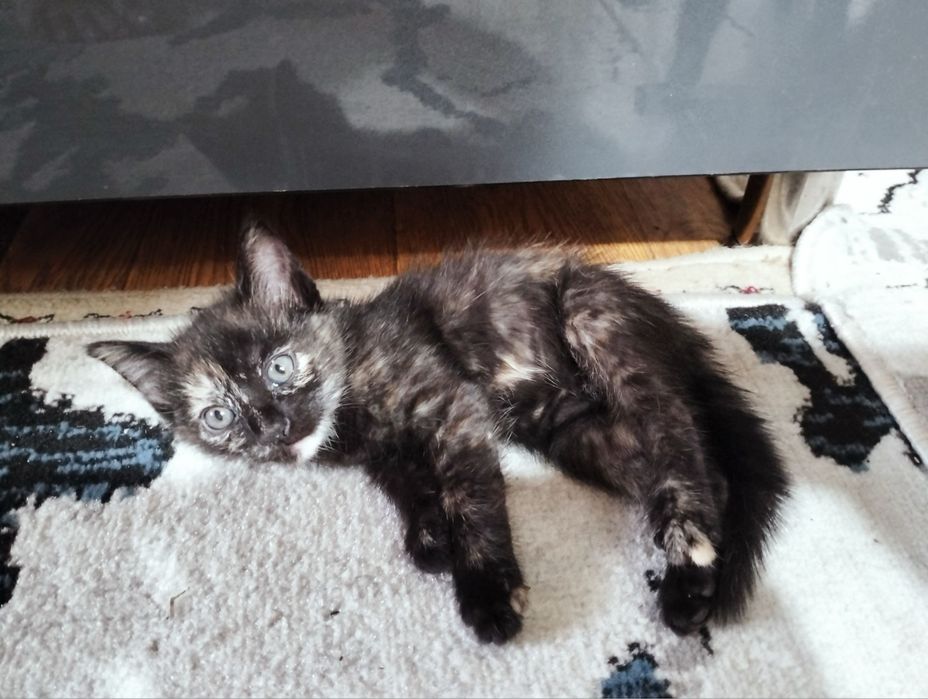 Милые котята в добрые руки