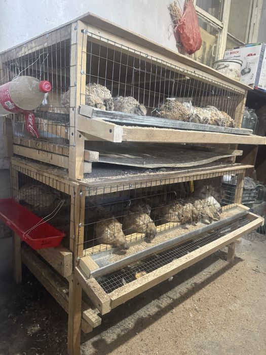 Перепёлка перепёлки бодене