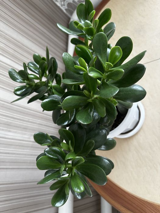 Продам денежное дерево