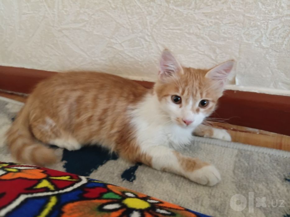 Мушукчамни мехирлий кулларга бераман. 3 ойлек угил
