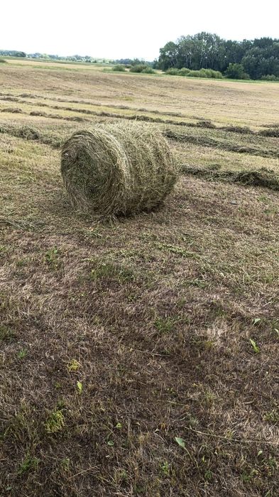 продам сено Луговое, рядом с городом