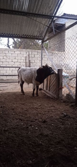 Buqa sotiladi soģlom yeb ichishi zòr