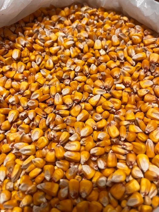 Пшеница.Платный чат!Все корма.